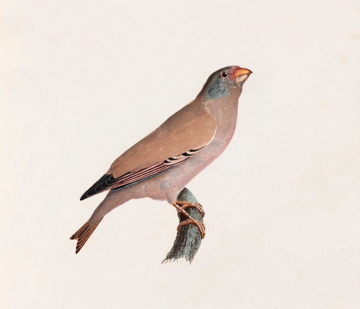 Eine Farbillustration eines Vogels von Unbekannt