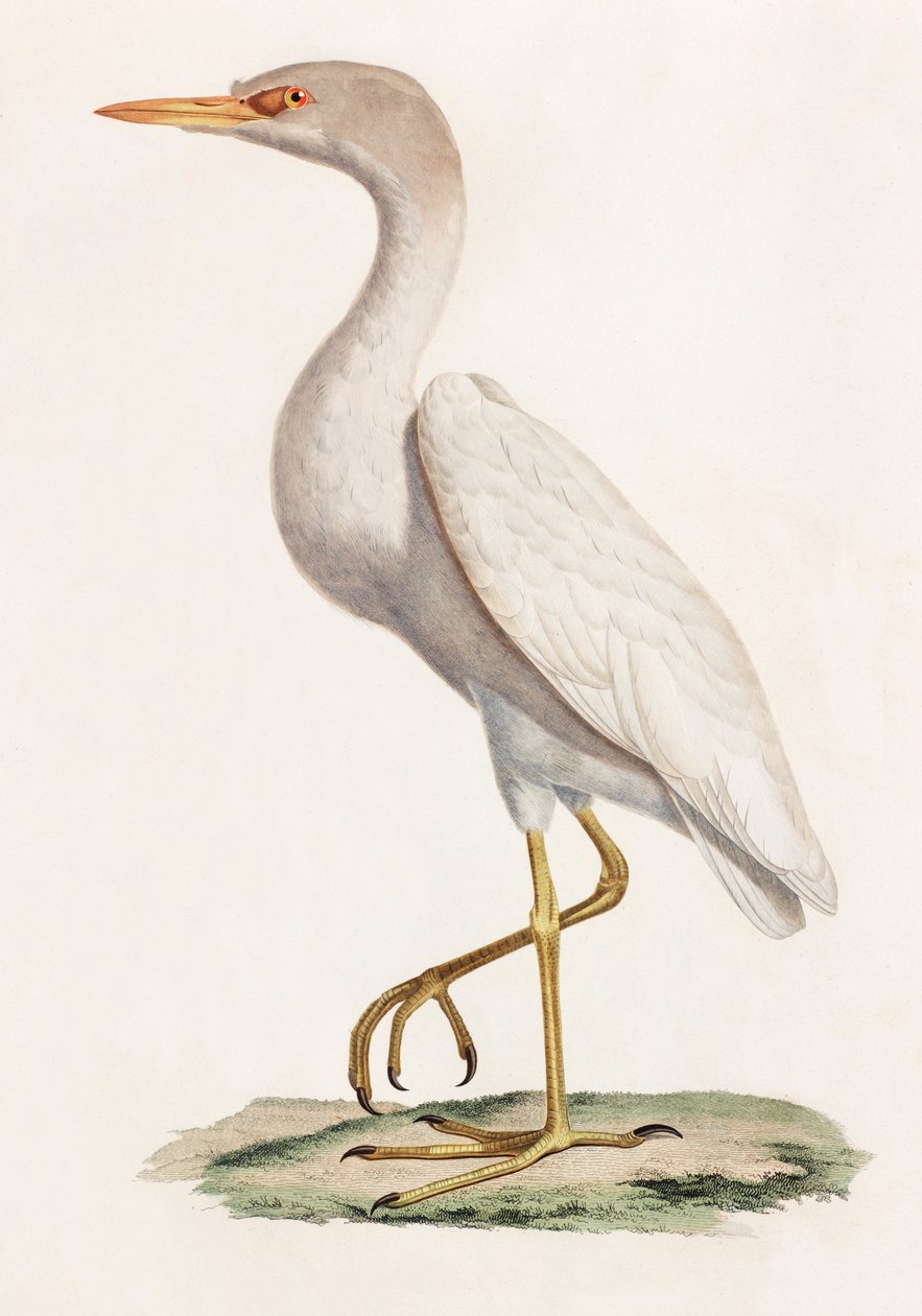 Eine Farbillustration eines Vogels von Unbekannt