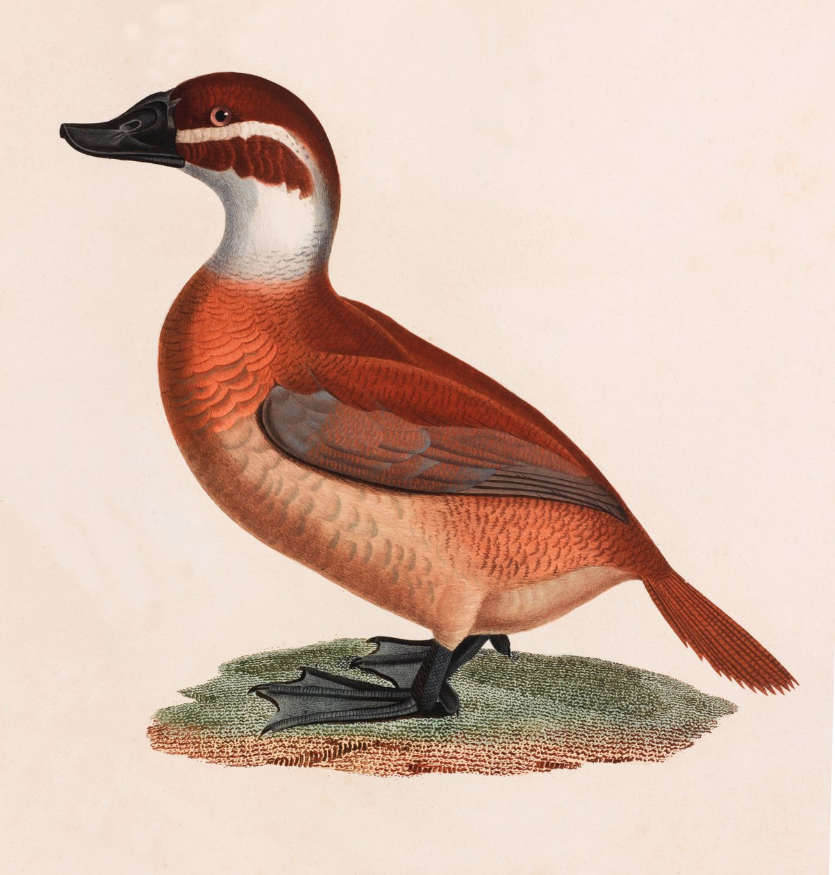 Eine Farbillustration einer braunen Ente von Unbekannt