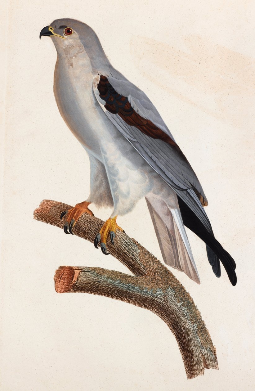 Farbillustration eines grauen Vogels von Unbekannt
