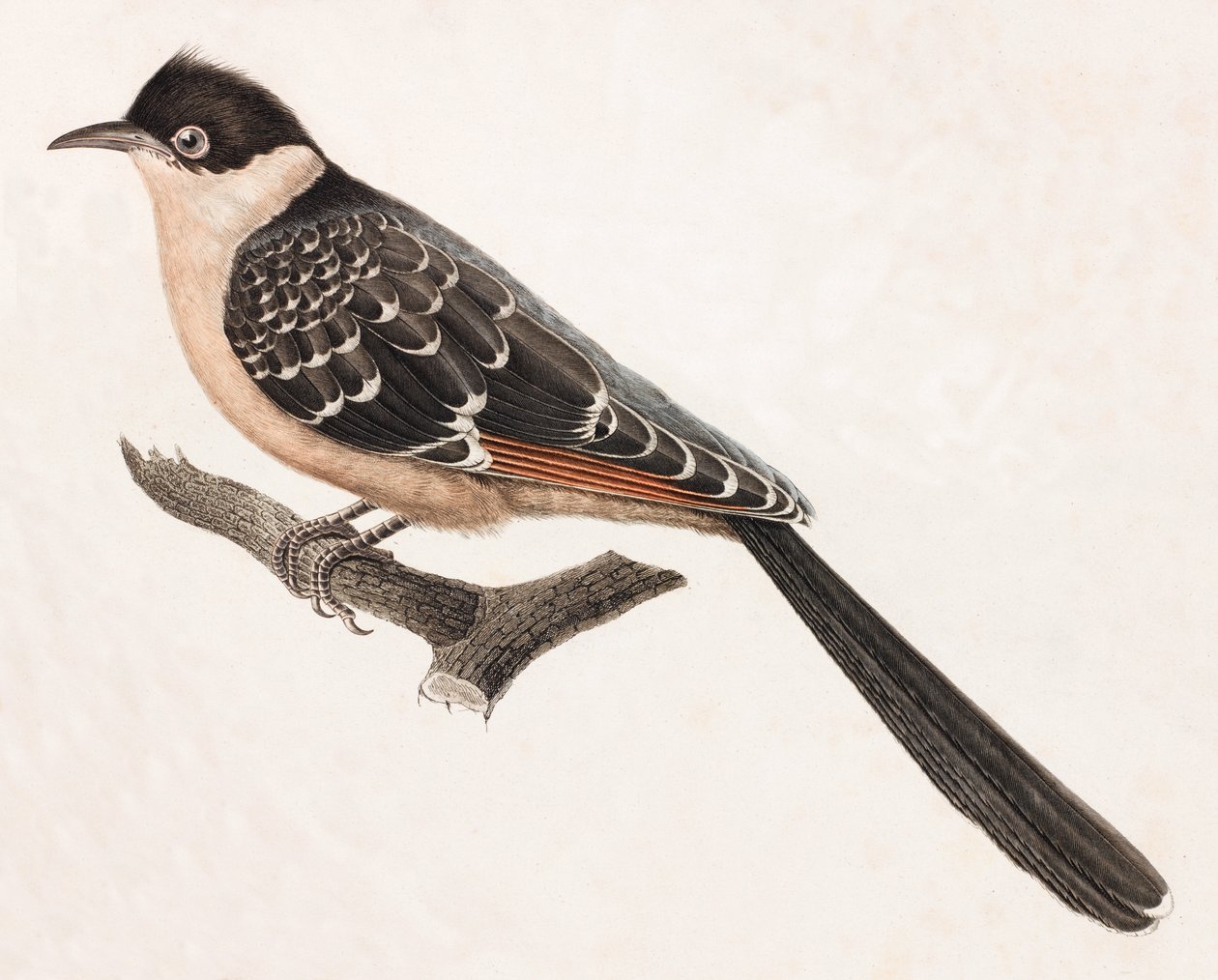 Farbillustration eines grauen Vogels von Unbekannt