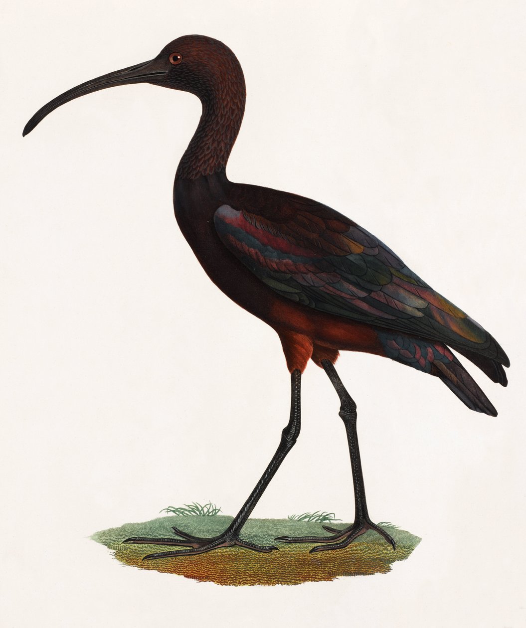 Eine Farbillustration eines langgeschnäbelten Vogels von Unbekannt