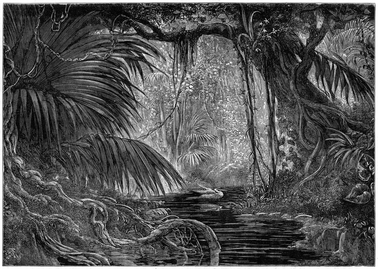 Eine Waldszene in Peru, 1877 von Unbekannt