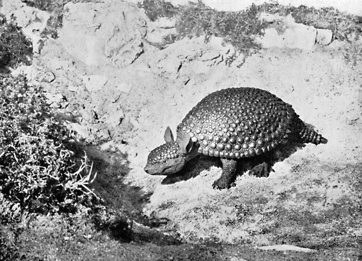 Ein Glyptodon, 20. Jahrhundert von Unbekannt