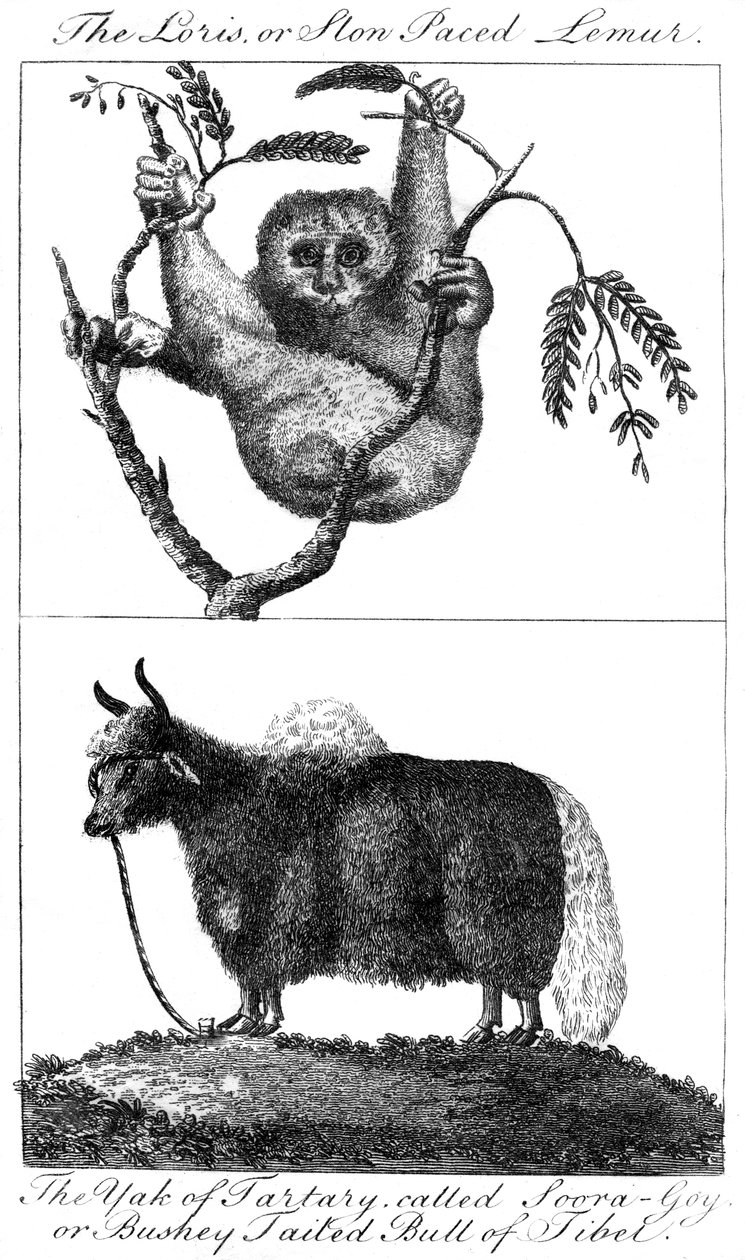 Ein Loris und ein Yak, 1799 von Unbekannt