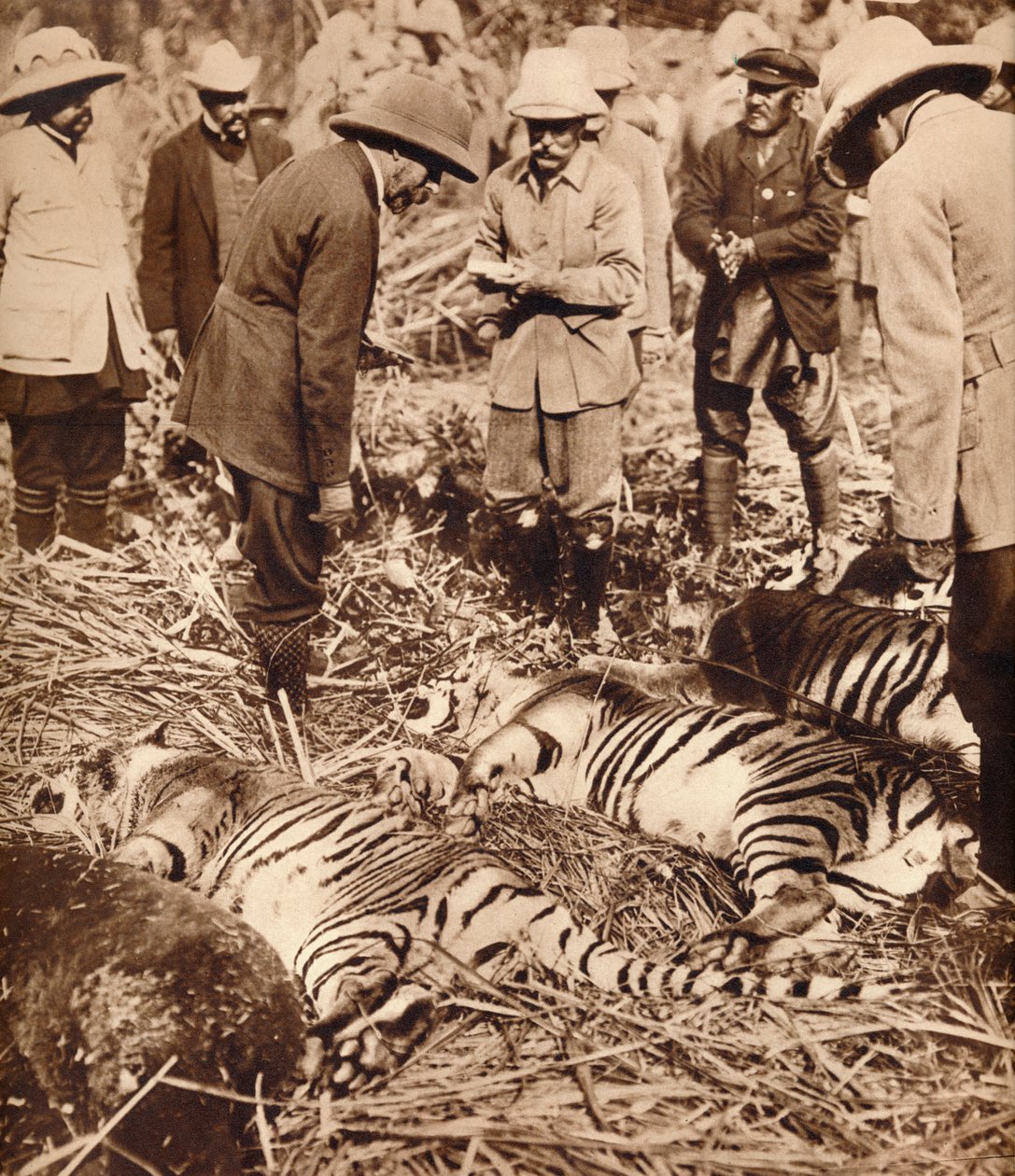 Eine königliche Tigerjagd von Unbekannt