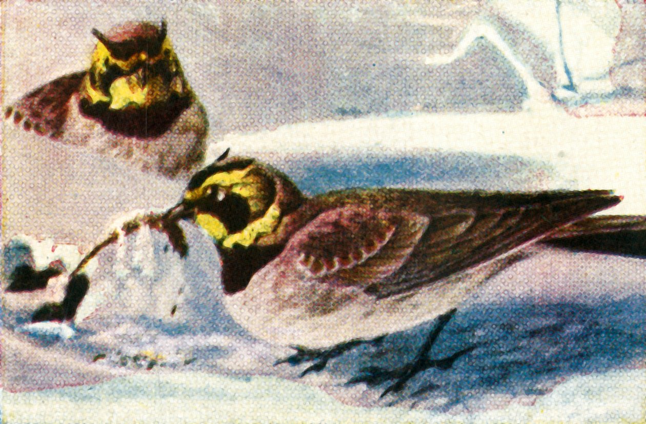 Alpenlerchen, ca. 1928 von Unbekannt