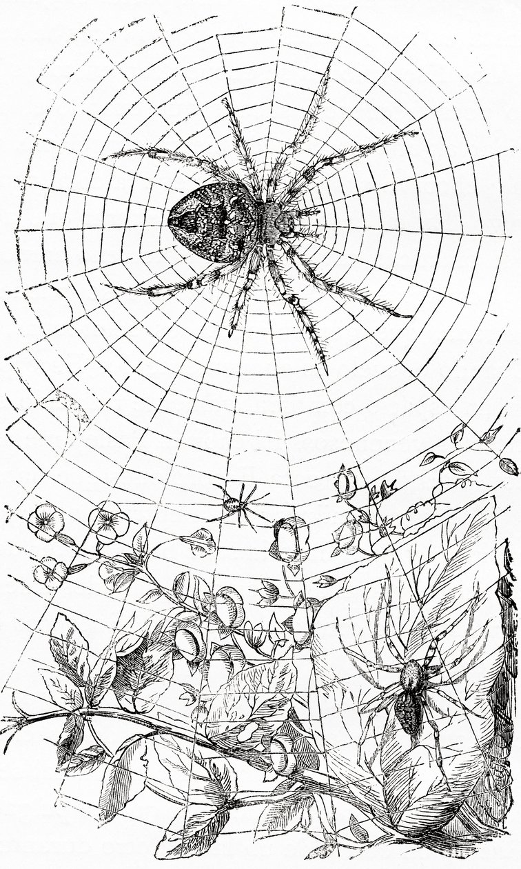 Eine Radnetzspinne oder Araneid von Unbekannt