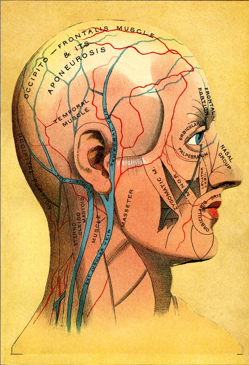 Anatomische Tafel, der Kopf - Kopfhaut: venöser Abfluss von Unbekannt
