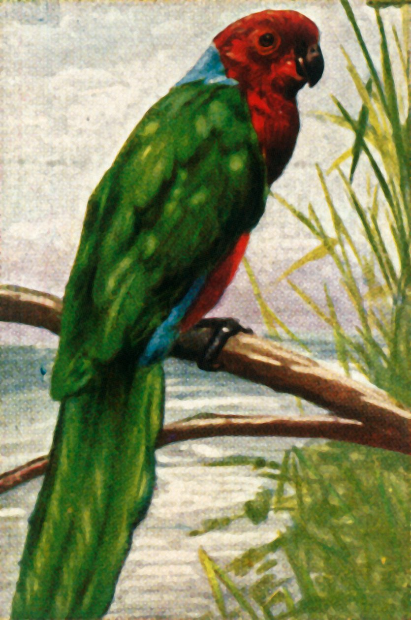 Austral-Sittich, um 1928 von Unbekannt