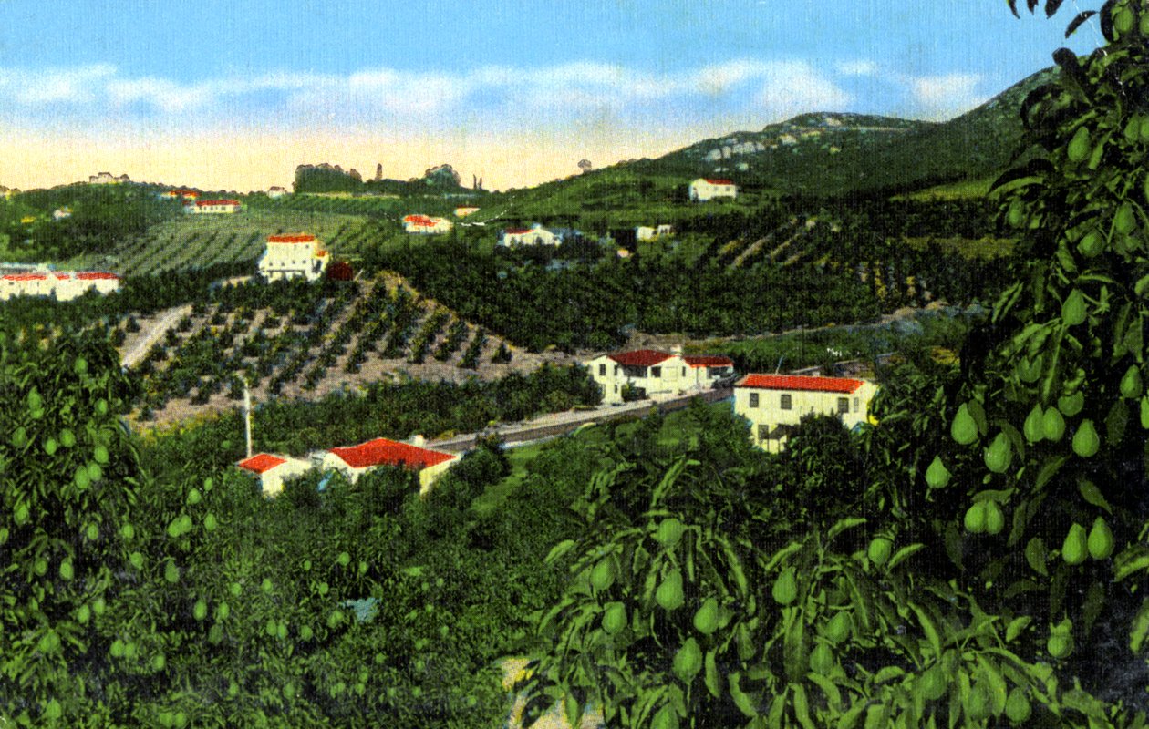 Avocado-Haine, San Diego, Kalifornien, USA, um 1900 von Unbekannt