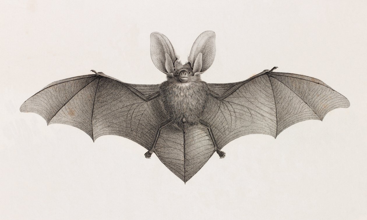 Fledermaus mit großen Ohren, Fledermäuse in Ägypten von Unbekannt