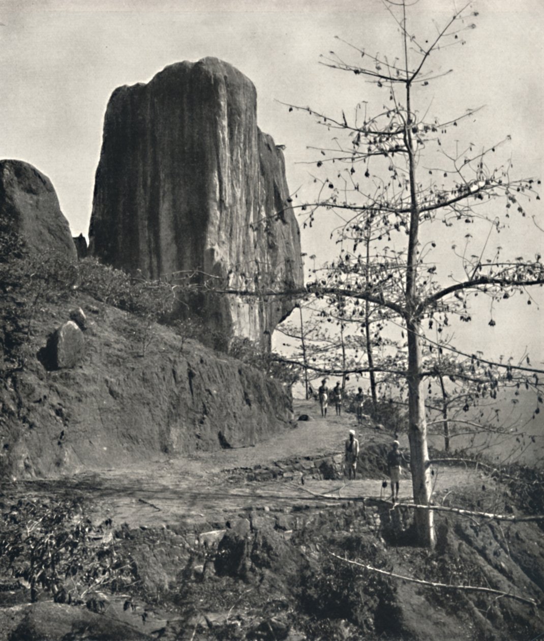 Baumwollbaum Bombax malabaricum mit reifen Samen, 1926 von Unbekannt
