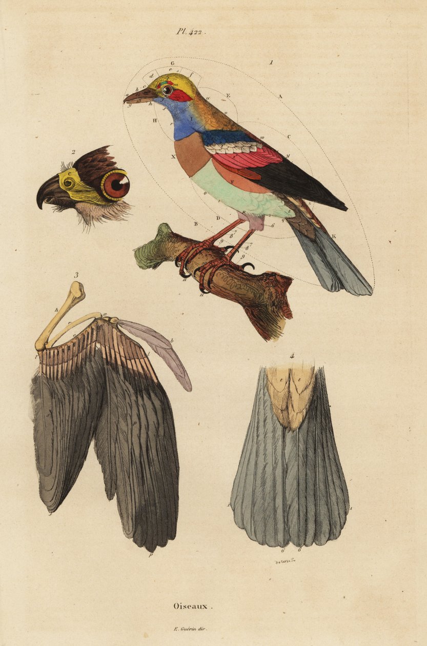 Vogelanatomie, Schnabel, Flügel, Schwanz, Federn von Unbekannt