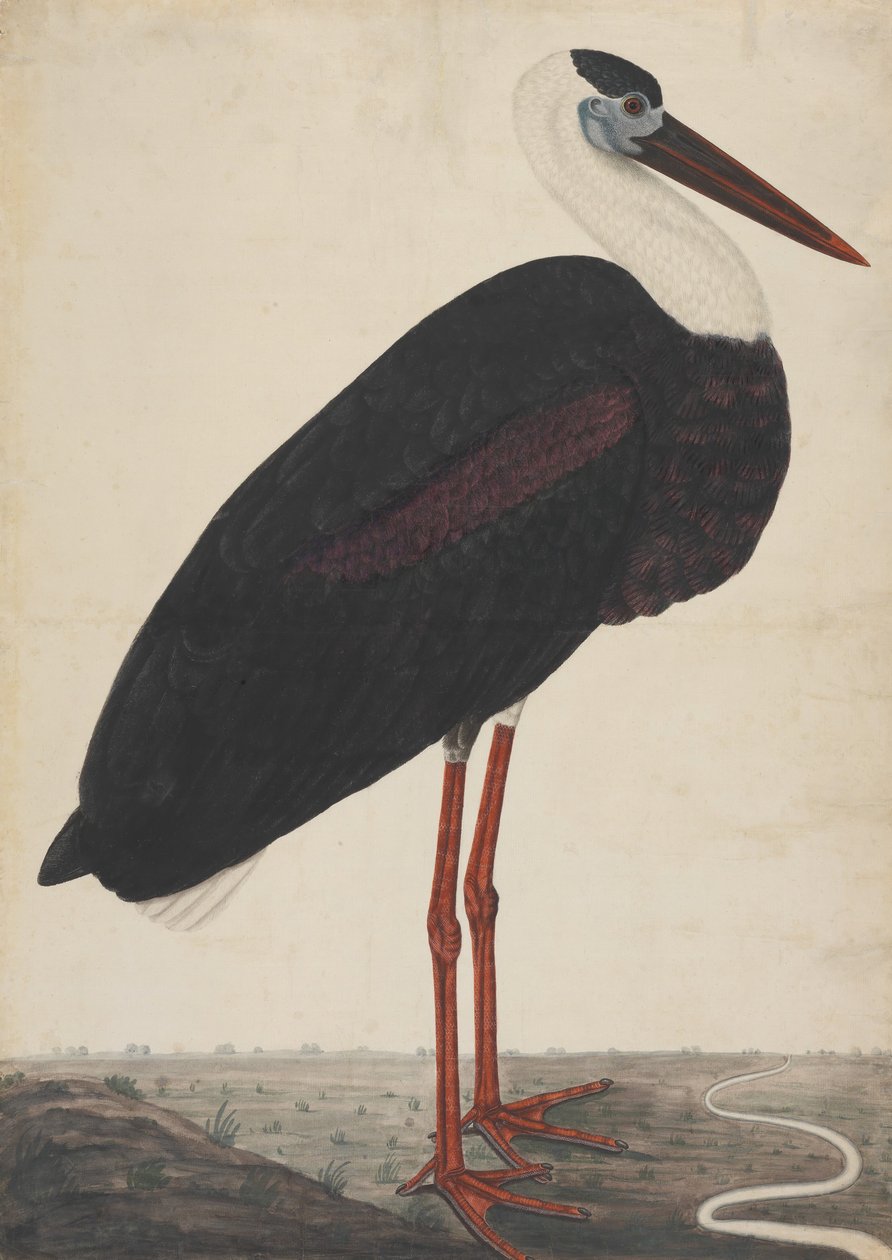 Schwarzstorch in einer Landschaft, ca. 1780 von Unbekannt