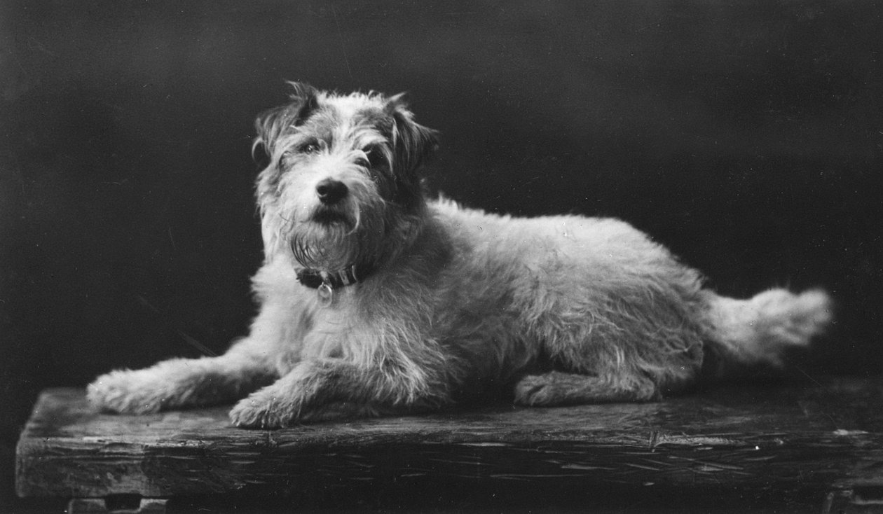 Caesar, König Edwards Lieblingshund, 20. Jahrhundert von Unbekannt