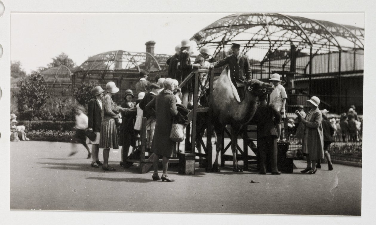 Kamelritt, um 1930 von Unbekannt