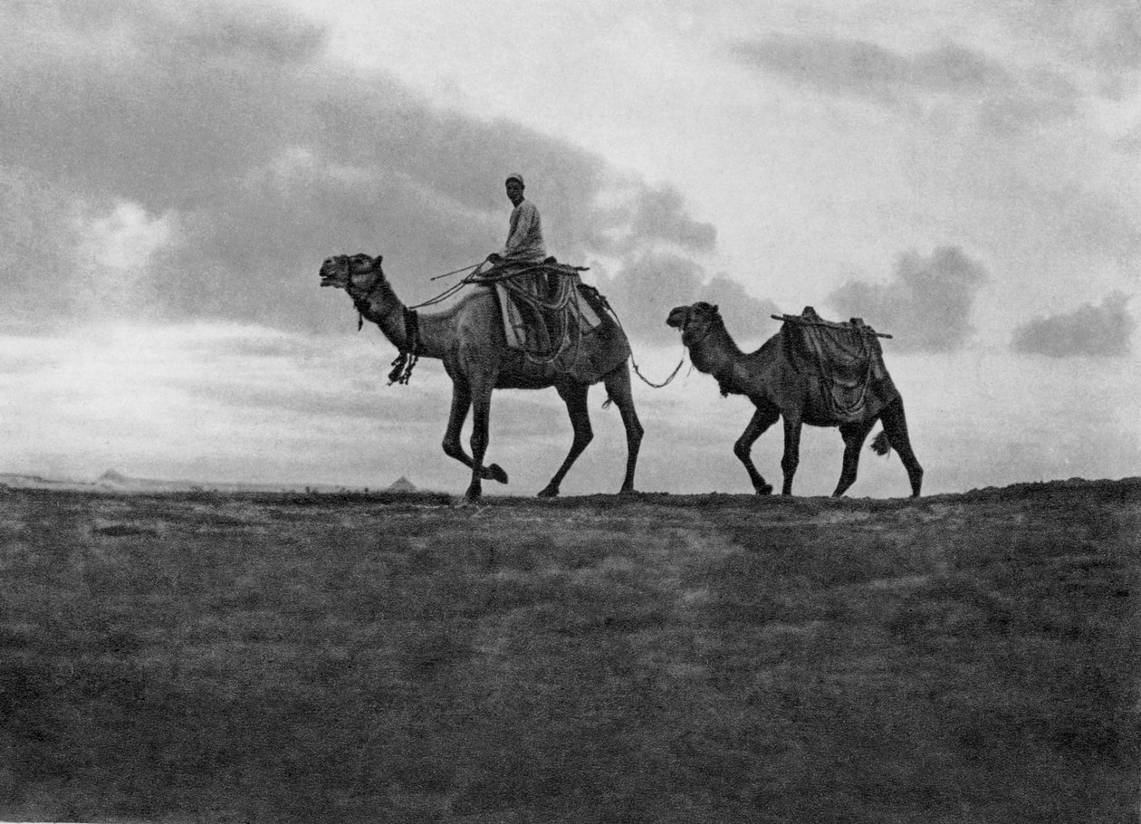 Kamele in der Wüste außerhalb von Kairo, Ägypten, um 1920er Jahre von Unbekannt