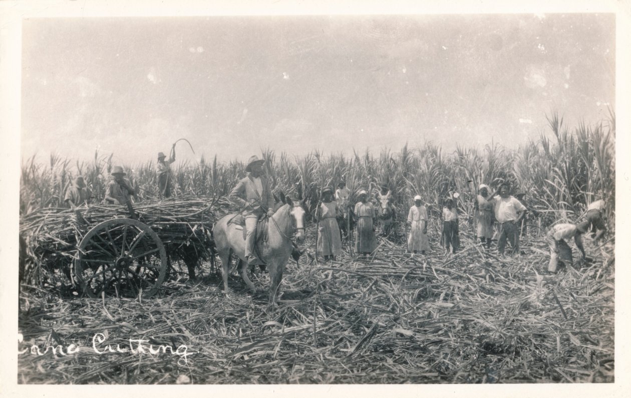 Zuckerrohrernte, ca. 1930 von Unbekannt