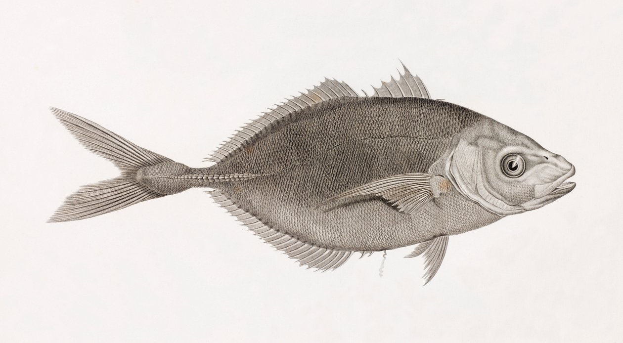 Caranx Lune, Nahaufnahme von Unbekannt