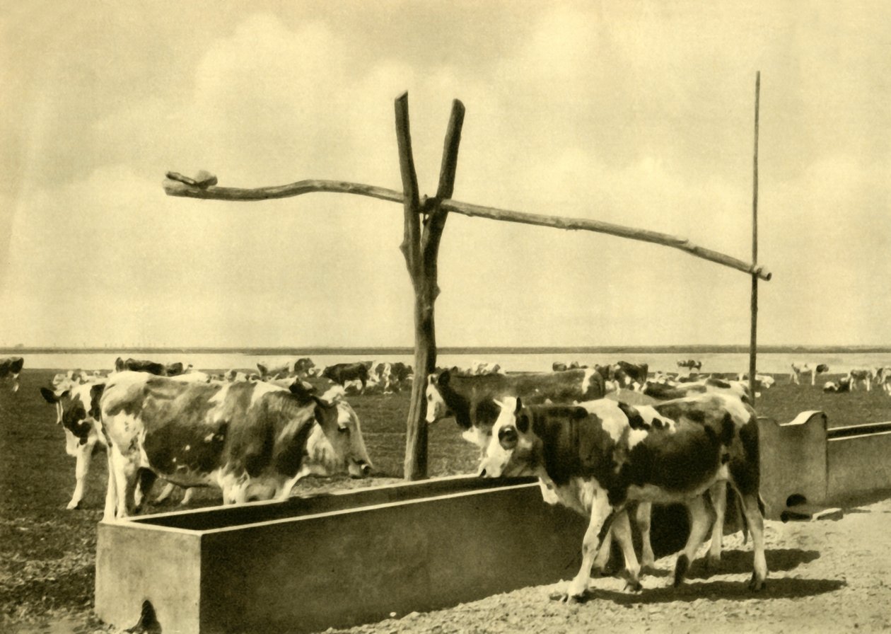 Rinder trinken an einem Trog, Burgenland, Österreich, ca. 1935 von Unbekannt