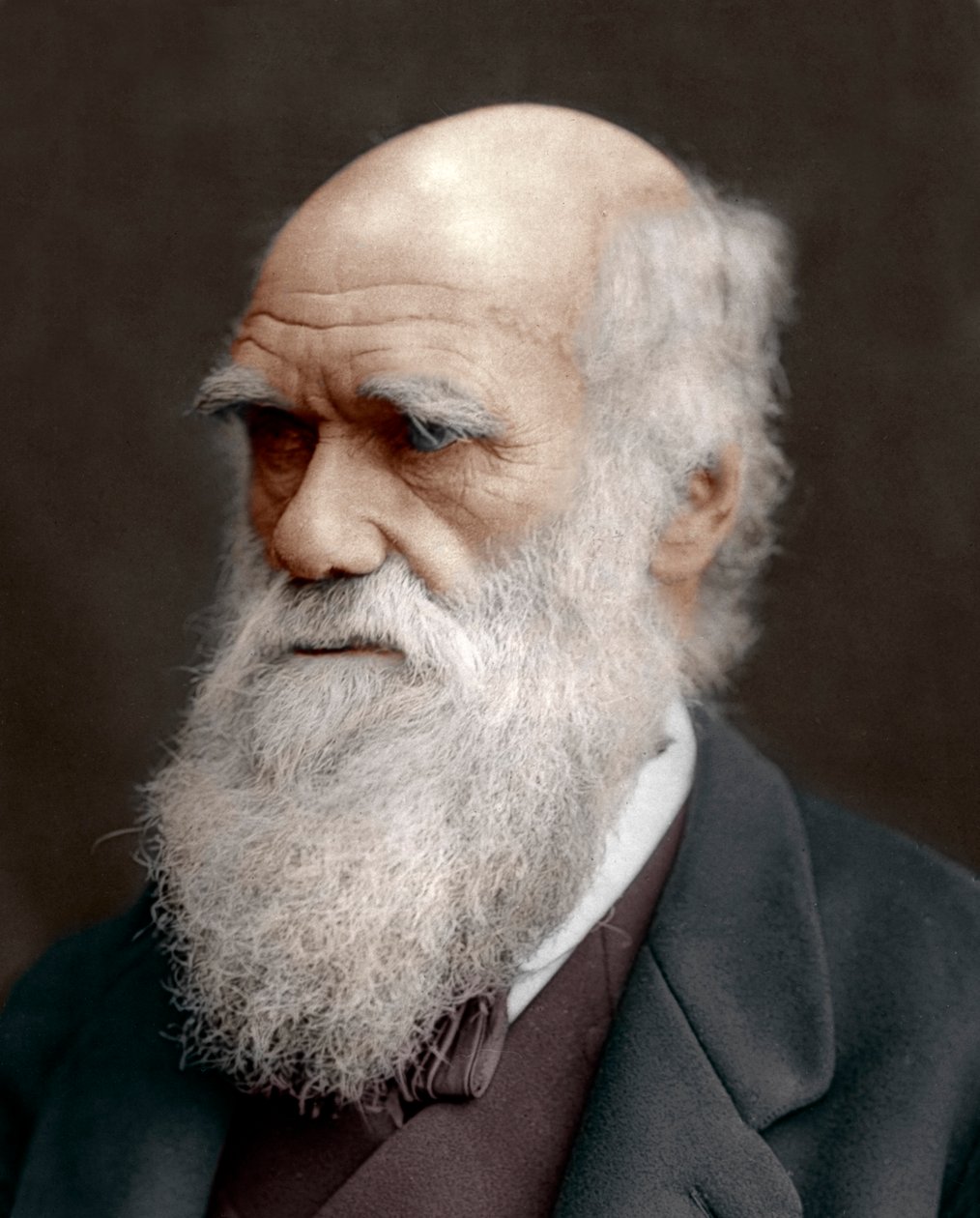 Charles Darwin, britischer Naturforscher, 1878 von Unbekannt