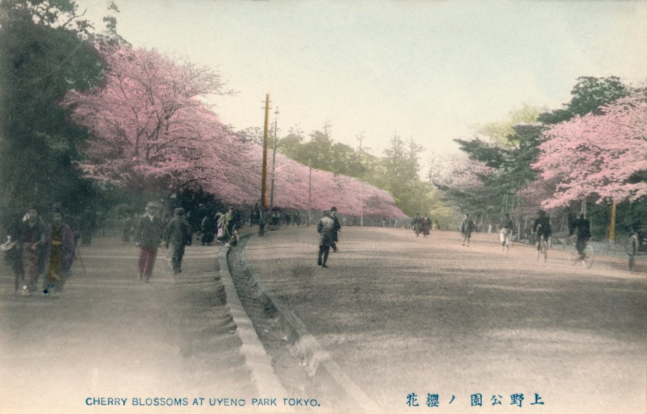 Kirschblüten im Uyeno-Park Tokio, um 1910 von Unbekannt