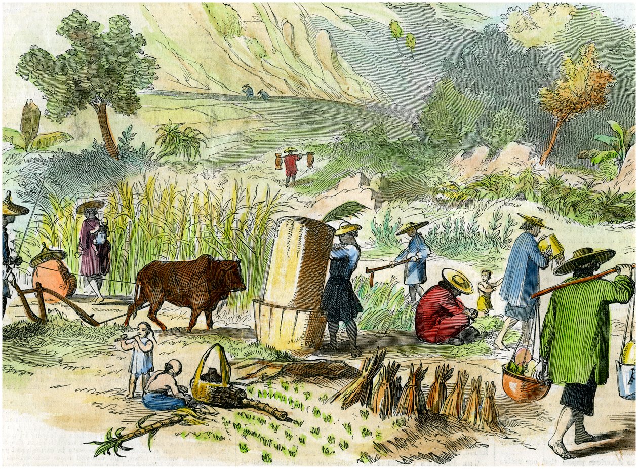 Chinesische Ernte, Hongkong, ca. 1875 von Unbekannt