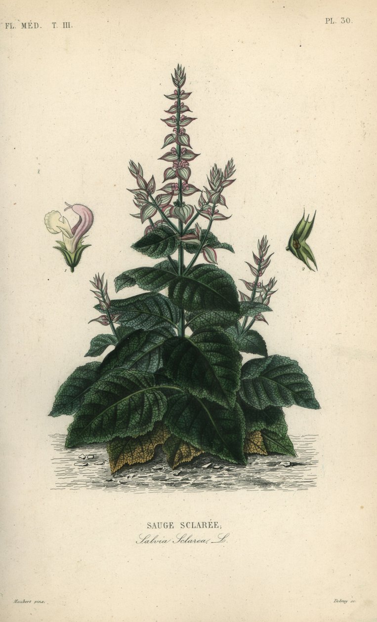 Muskatellersalbei, Salvia sclarea von Unbekannt