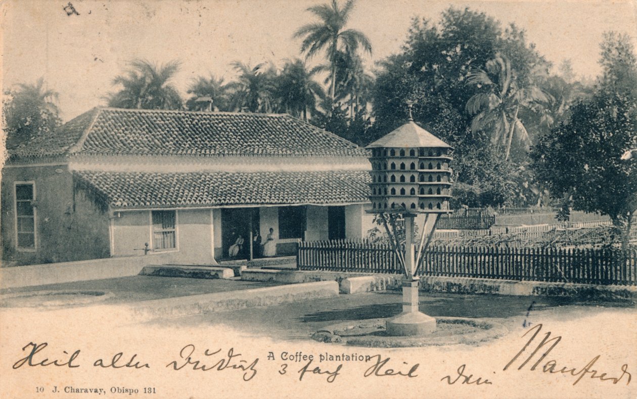 Kaffeeplantage, um 1900 von Unbekannt