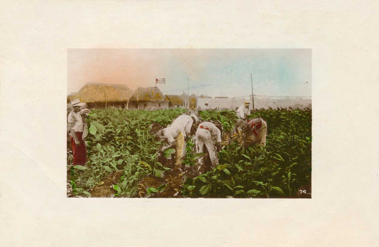Cosecha de tabaco. - Tabakplantage, um 1910 von Unbekannt