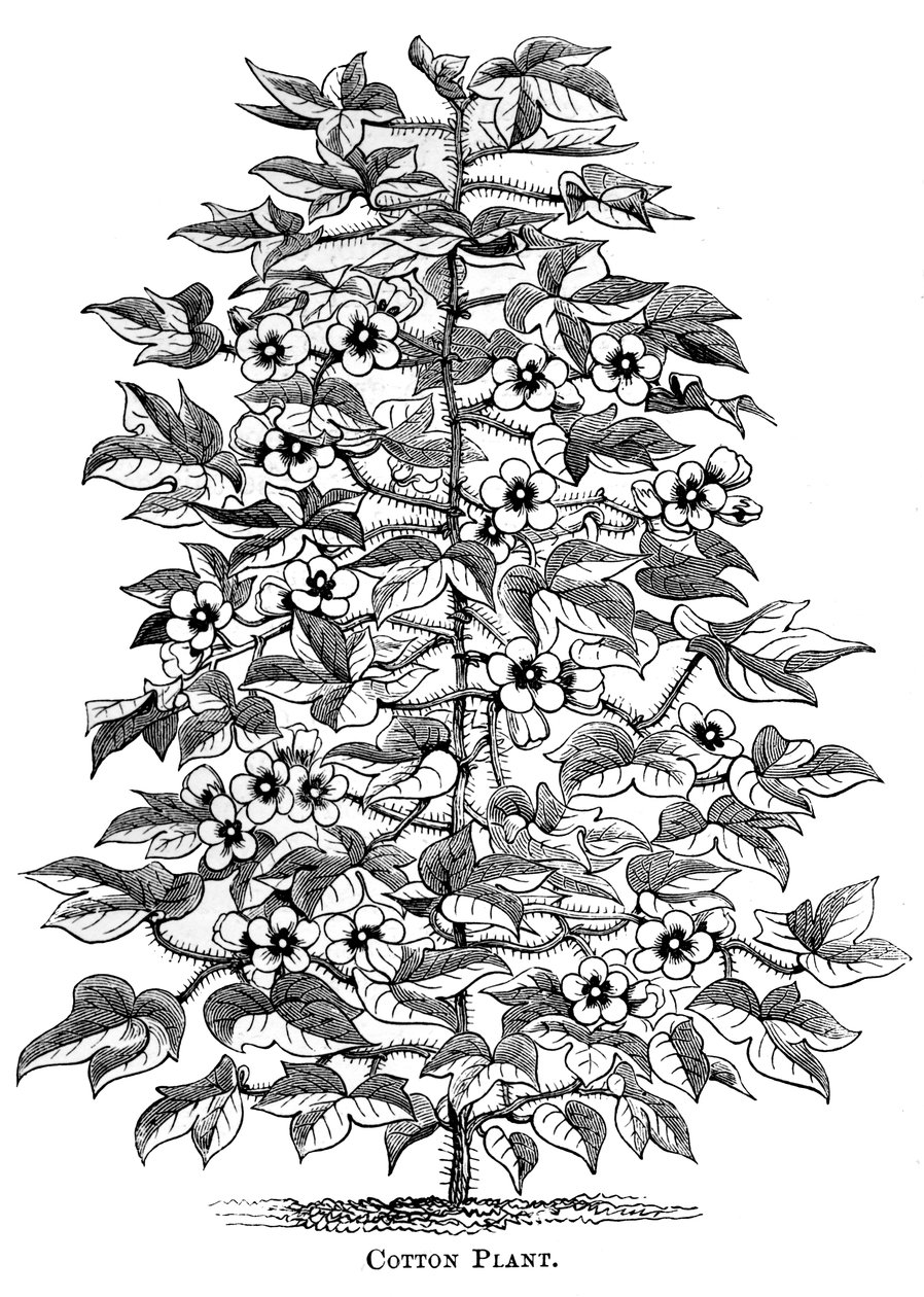 Baumwollpflanze, ca. 1880 von Unbekannt