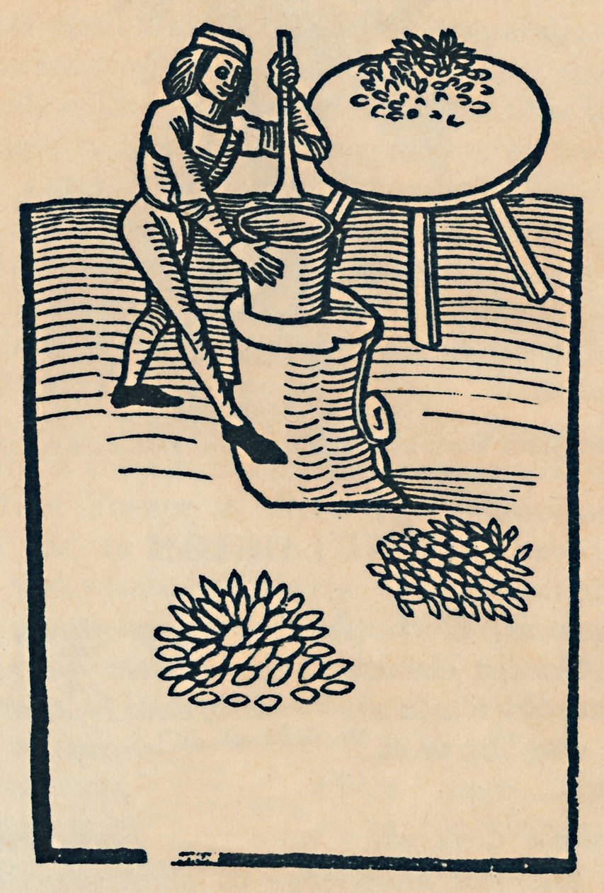 Kräuter in einem Mörser zerstoßen, 1947 von Unbekannt