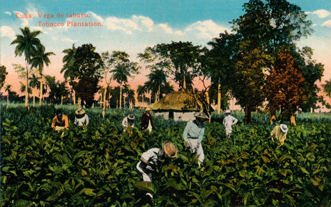 Kuba: Vega de tabaco. Tabakplantage, ca. 1900 von Unbekannt