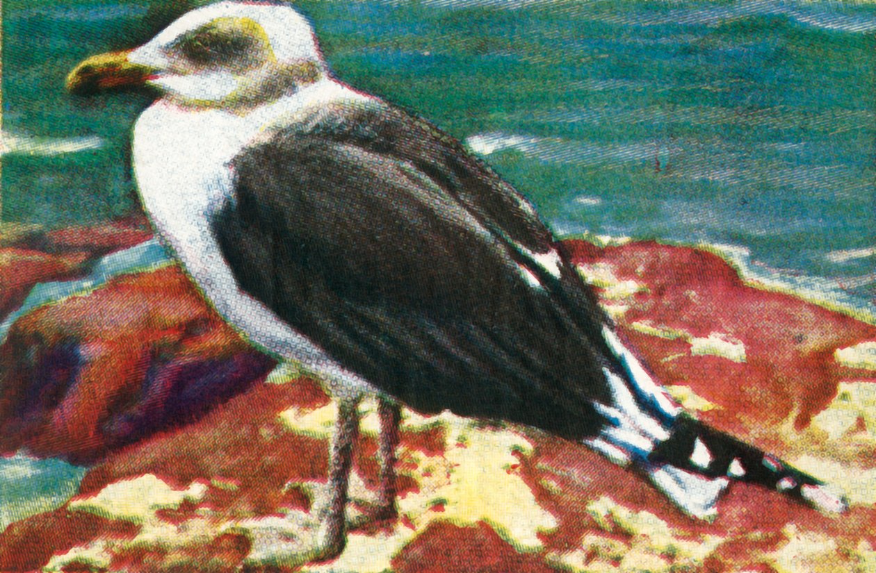 Dominikanermöwe, um 1928 von Unbekannt