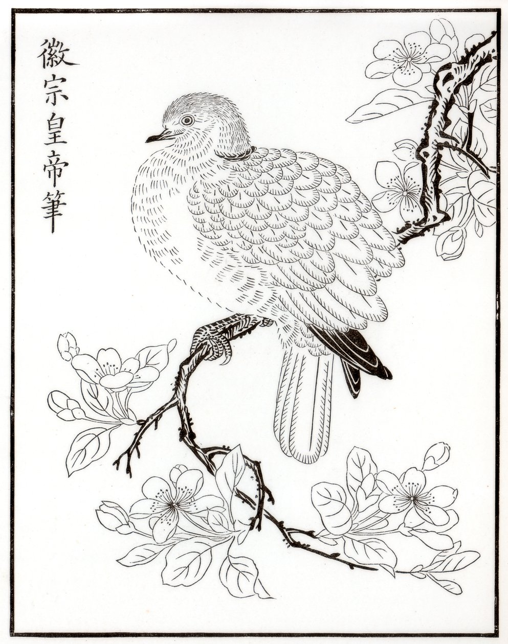 Taube, 1886 von Unbekannt
