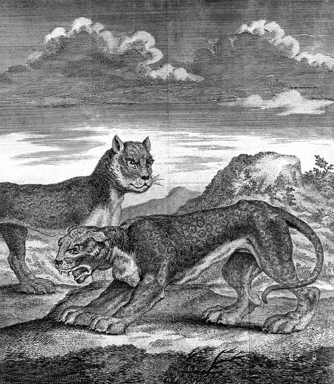 Ostindischer Leopard, 1750 von Unbekannt