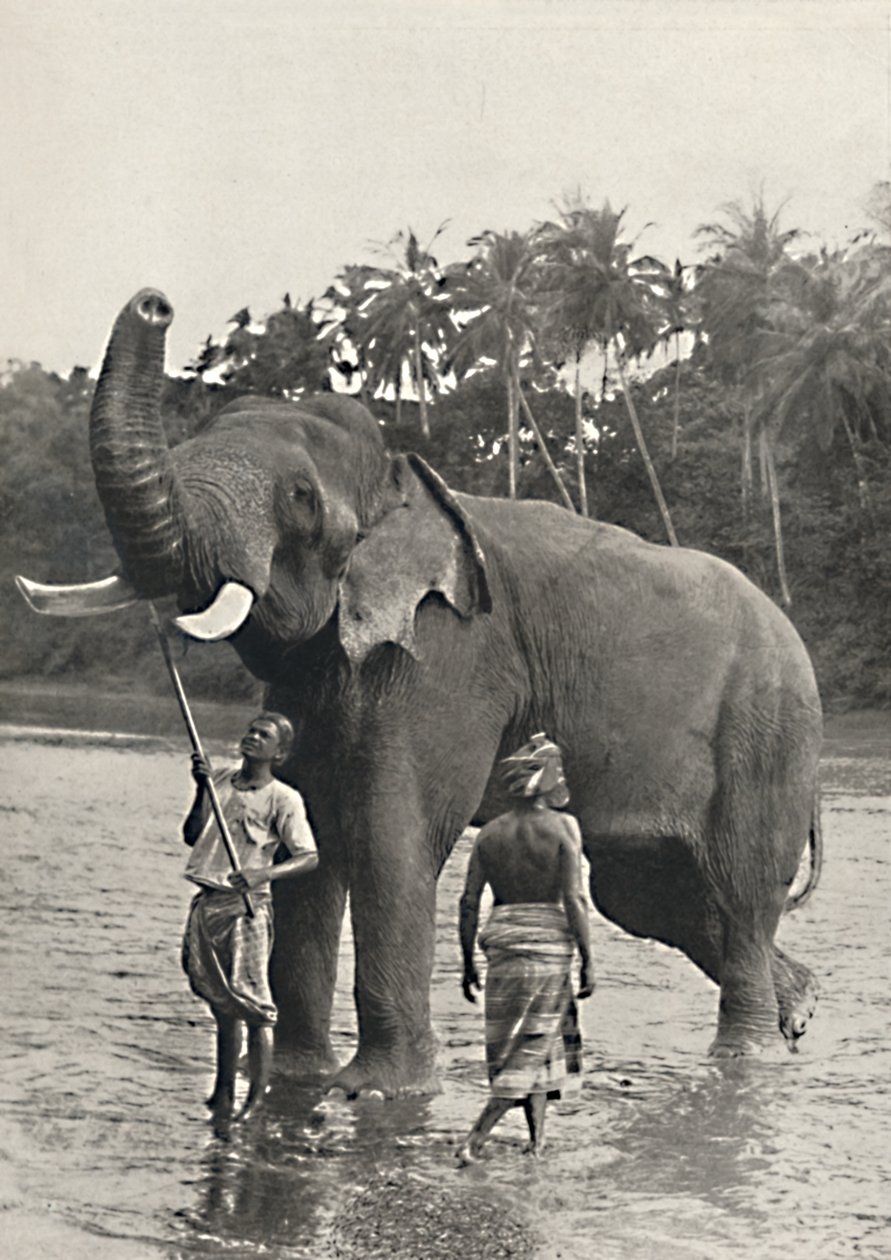 Elefant in der Mahavaliganga, 1926 von Unbekannt