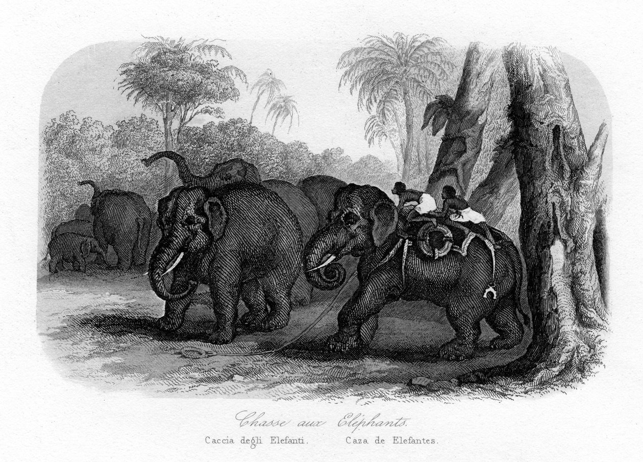 Elefantenjagd, Indien von Unbekannt