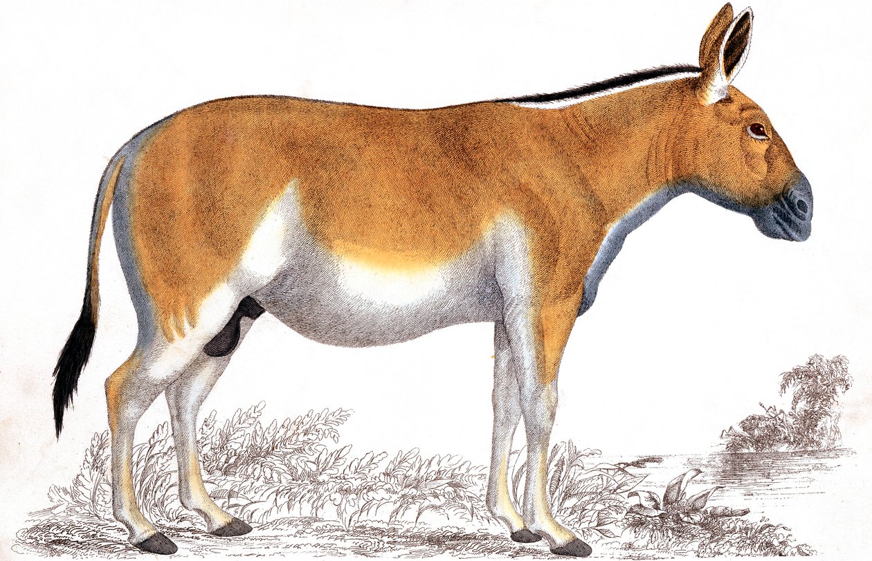 Gravur eines Quagga von Unbekannt