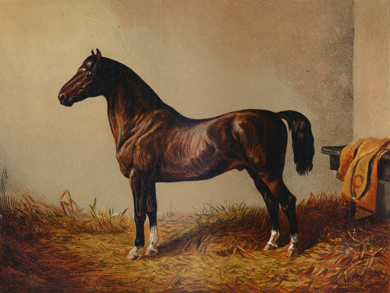 Gesamtes Pony Hack Don Carlos, ca. 1897 von Unbekannt