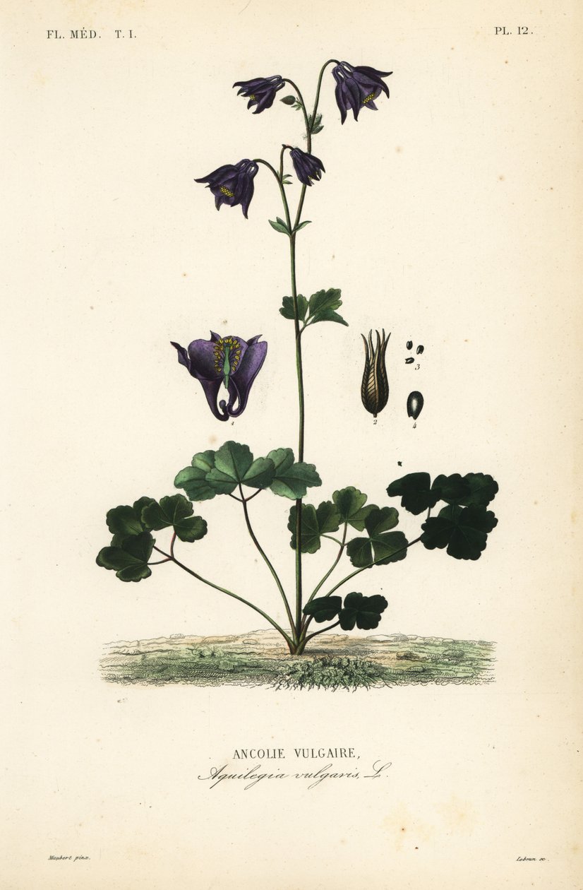 Gewöhnliche Akelei, Aquilegia vulgaris von Unbekannt
