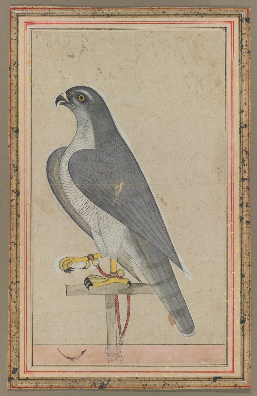 Falke von Unbekannt