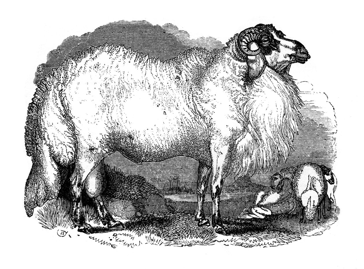 Fettschwanzschaf aus Syrien, 1848 von Unbekannt