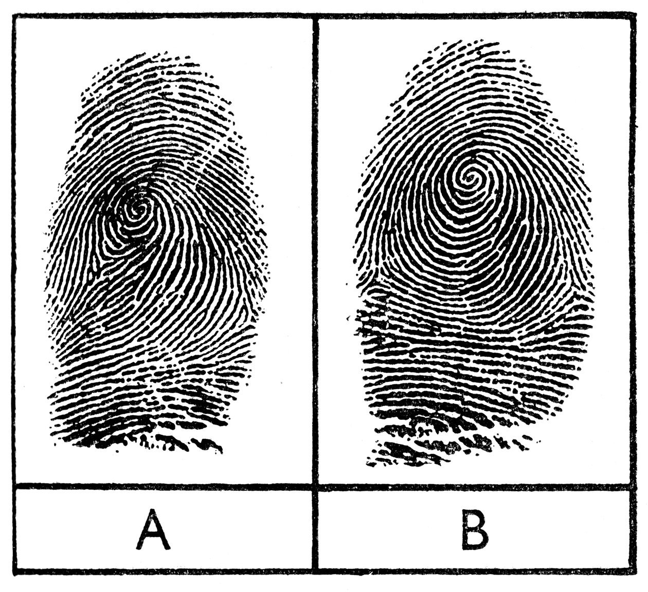 Fingerabdrücke von eineiigen Zwillingen, 1956 von Unbekannt