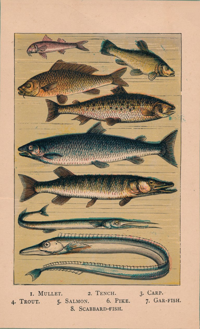 Fisch, 1907 von Unbekannt
