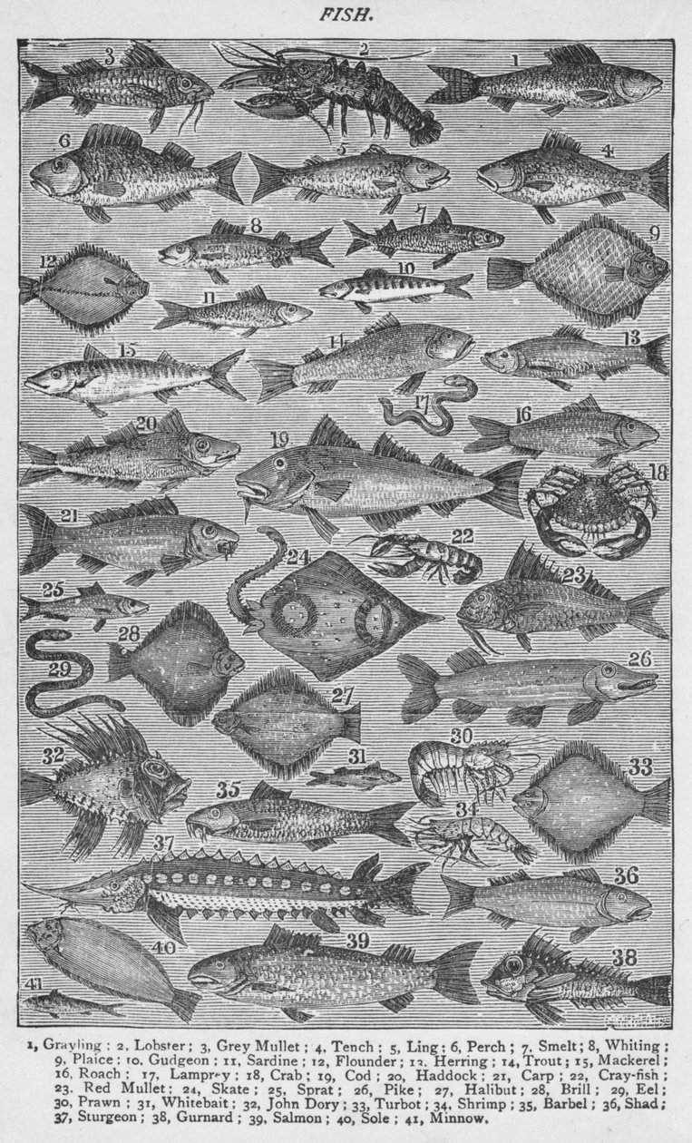 Fisch, 1907 von Unbekannt