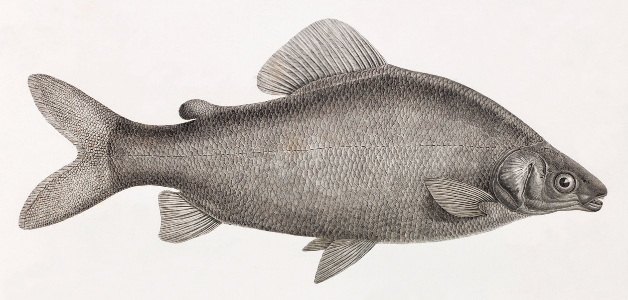 Fische: Le Characin Nefasch von Unbekannt