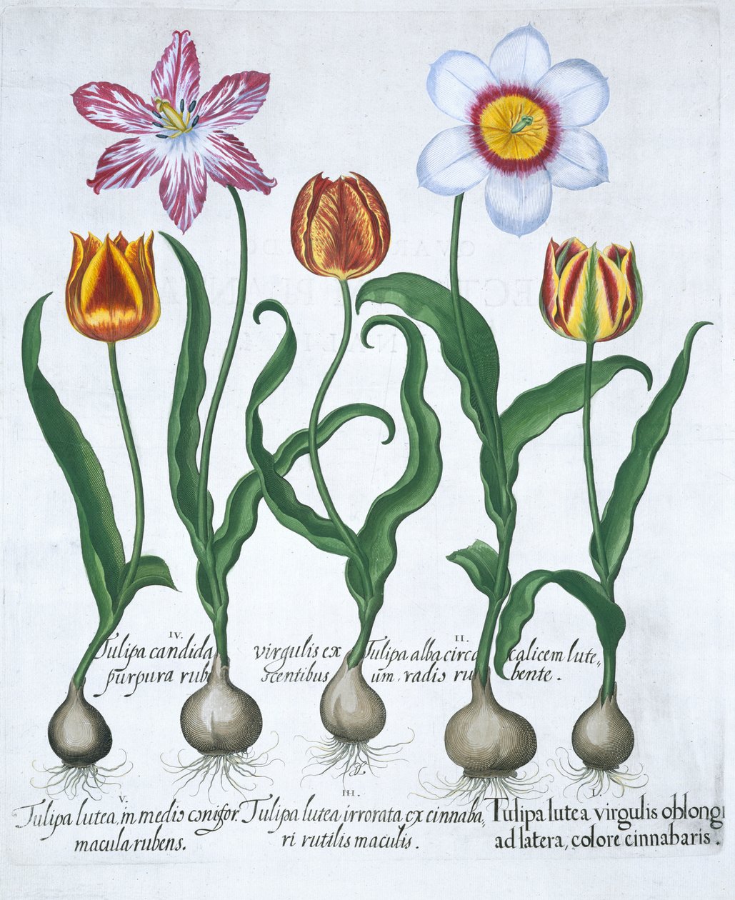 Fünf Tulpen, 1613 von Unbekannt