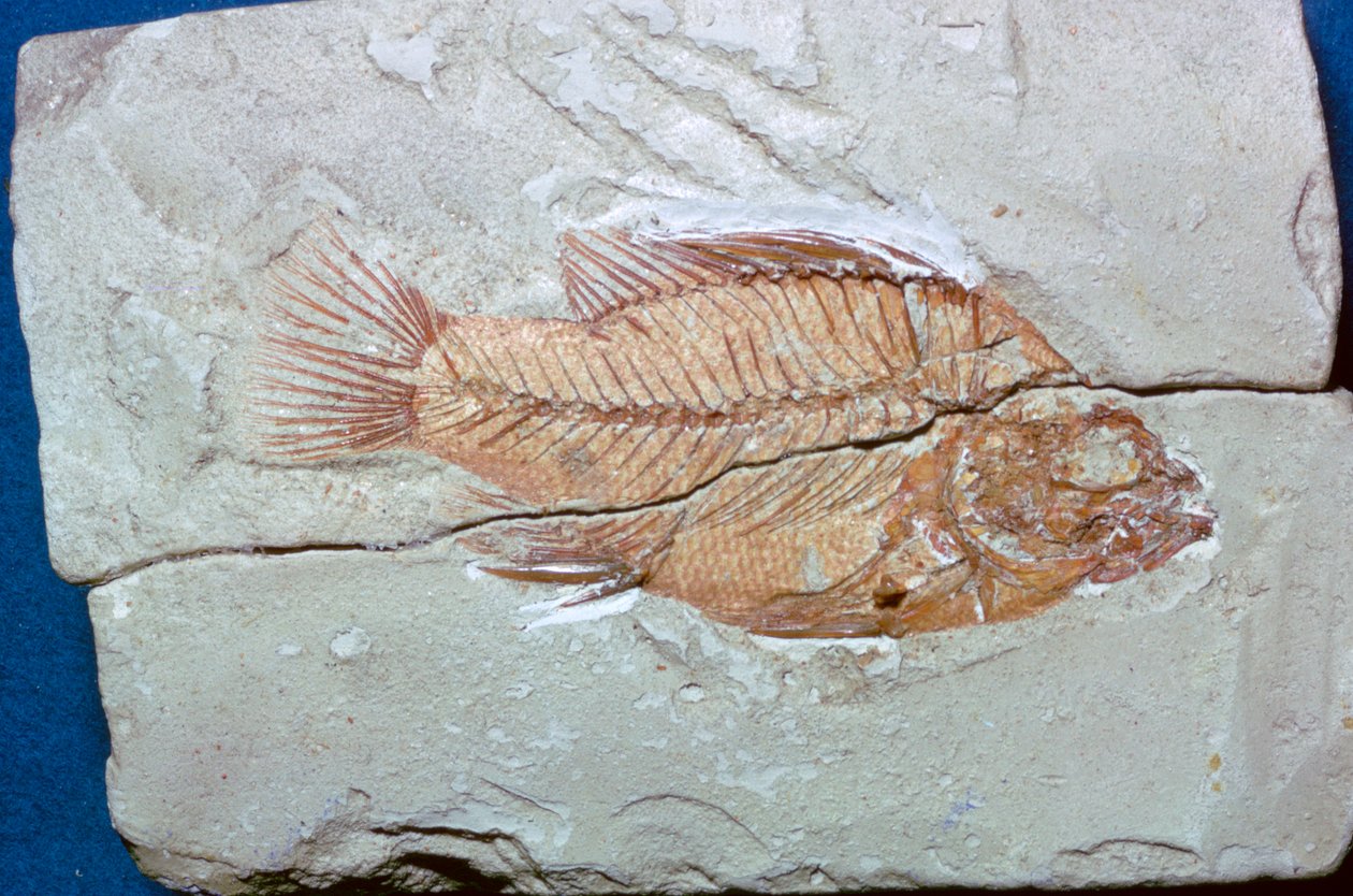 Fossil eines Fisches von Unbekannt